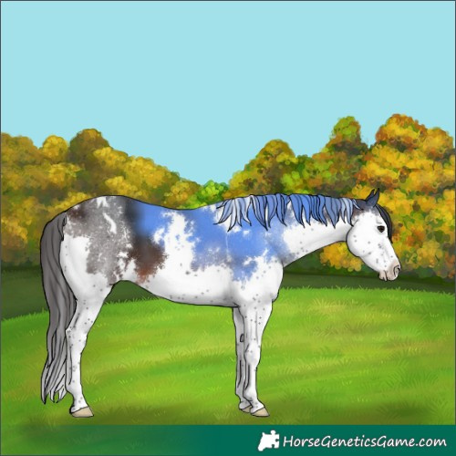 Horse Color:White Spotted Brown Splash Tobiano 