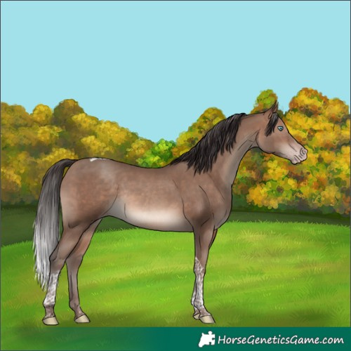 Horse Color:Sable Champagne Tobiano Rabicano