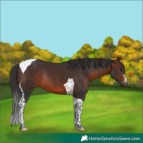 Horse Color:Brown Tobiano Rabicano