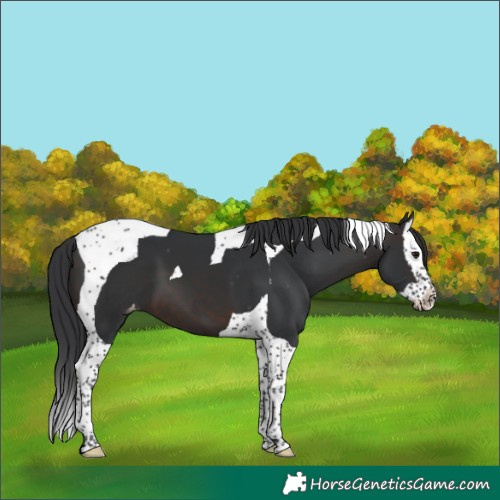 Horse Color:Brown Splash Tobiano Appaloosa 