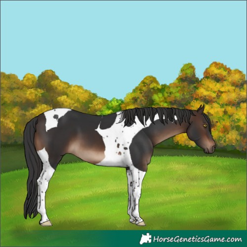 Horse Color:Brown Tobiano