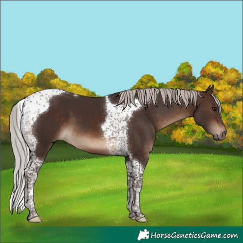 Horse Color:Silver Brown Tobiano