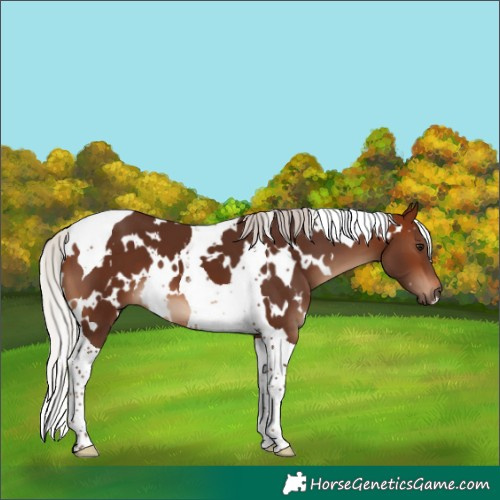 Horse Color:White Spotted Silver Brown Tobiano