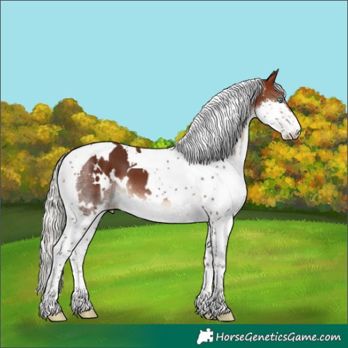 Horse Color:White Spotted Silver Brown Splash Tobiano