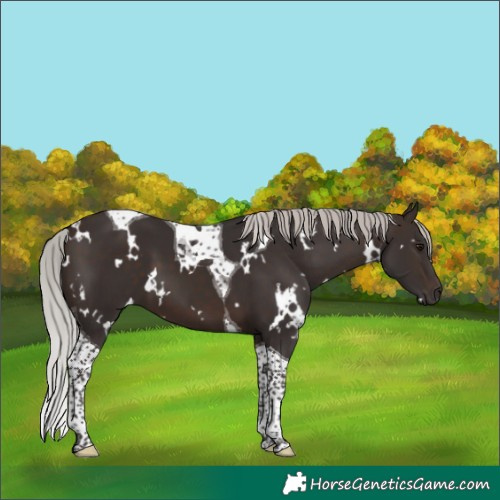 Horse Color:White Spotted Silver Brown Tobiano