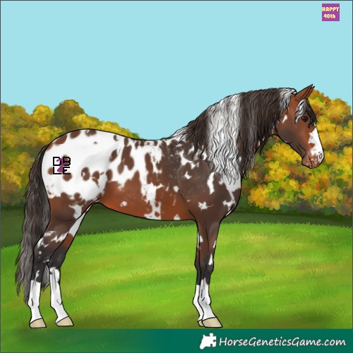 Horse Color:White Spotted Bay Blanket