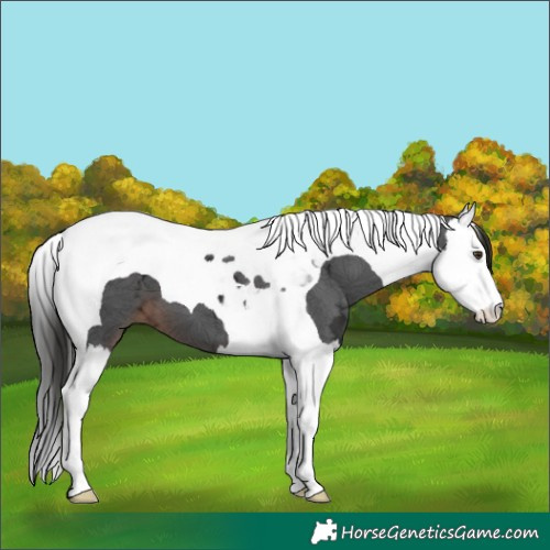 Horse Color:Liver Chestnut Ice Splash Tobiano