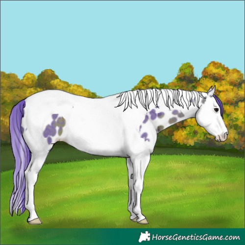 Horse Color:Watercolor Brown Ice Splash Tobiano Appaloosa
