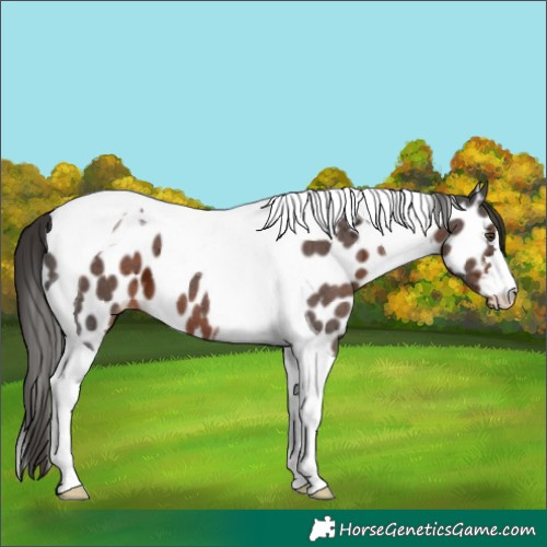 Horse Color:Liver Chestnut Ice Tobiano Appaloosa 