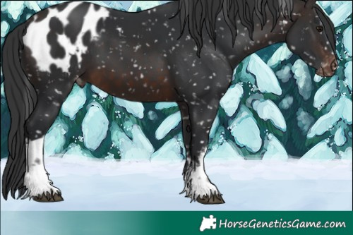 Horse Color:White Spotted Brown Mushroom Appaloosa 