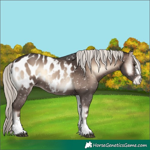 Horse Color:Liver Red Onyx Mushroom Sabino Appaloosa 