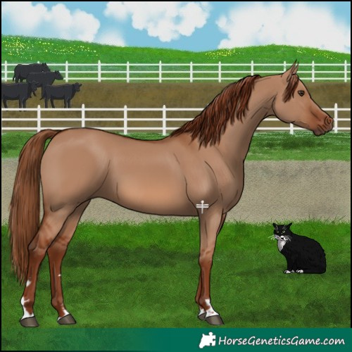 Horse Color:Red Dun