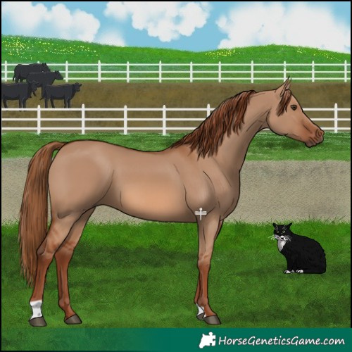 Horse Color:Red Dun 