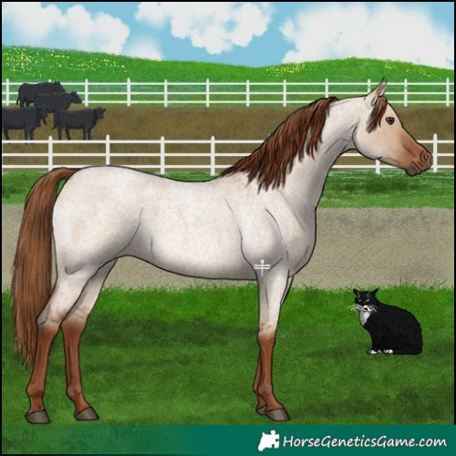 Horse Color:Red Dun Roan 