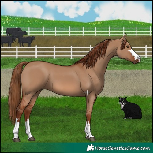 Horse Color:Red Dun 