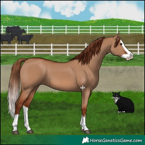 Horse Color:Red Dun Splash 