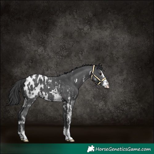 Horse Color:White Spotted Black Sabino Appaloosa 