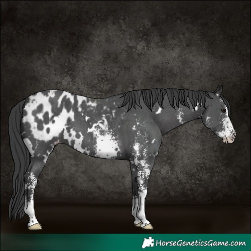 Horse Color:White Spotted Black Sabino Blanket 