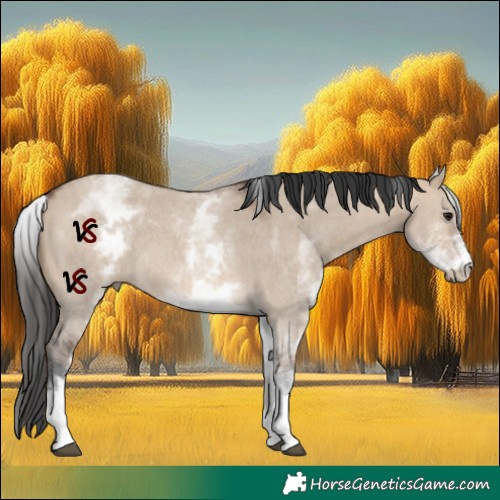 Horse Color:White Spotted Brown Dun Sabino Rabicano 