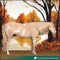 Horse Color:White Spotted Gold Champagne