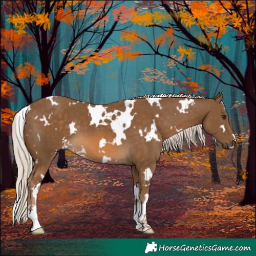 Horse Color:White Spotted Chocolate Palomino