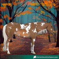 Horse Color:White Spotted Chocolate Palomino