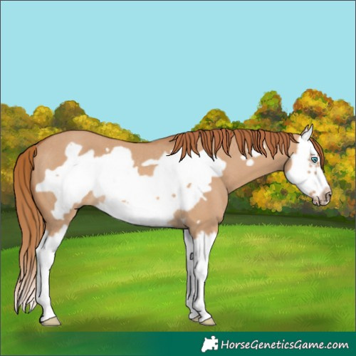 Horse Color:Red Dun Splash Frame Rabicano 