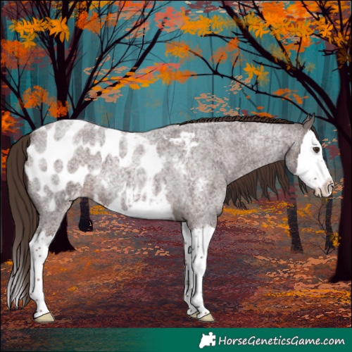 Horse Color:Liver Red Roan Splash Appaloosa 