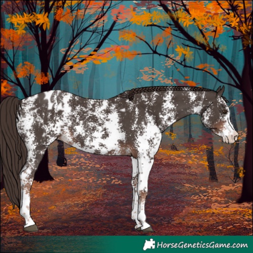 Horse Color:Liver Chestnut Sabino Appaloosa 