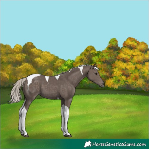 Horse Color:Silver Black Tobiano