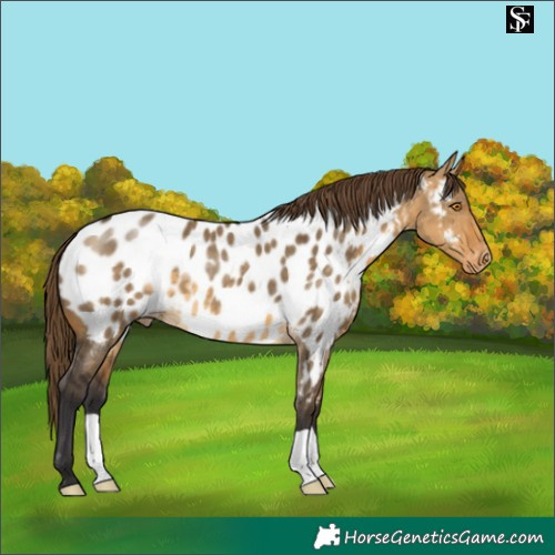 Horse Color:Buckskin Dun Appaloosa 