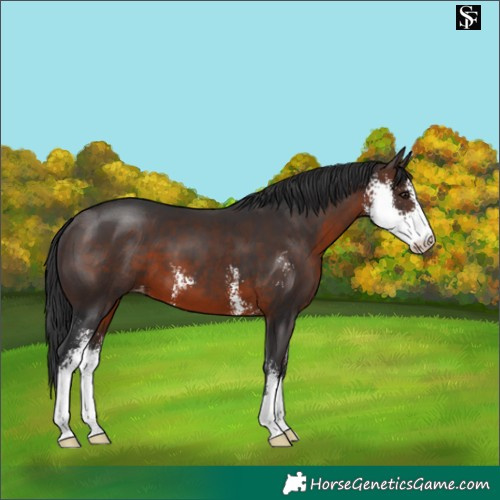 Horse Color:Brown Sabino Appaloosa