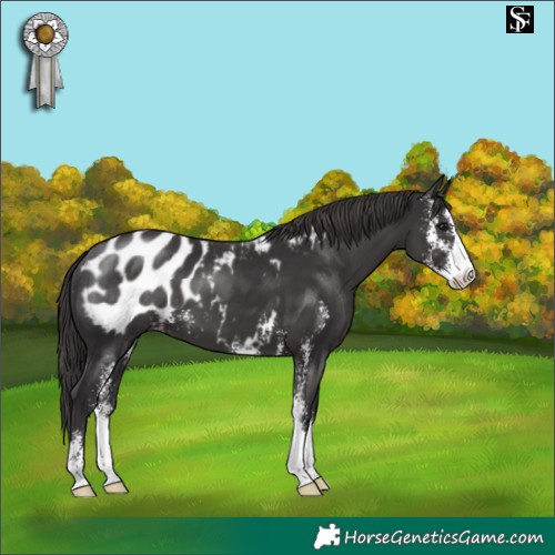 Horse Color:Smoky Black Sabino Blanket