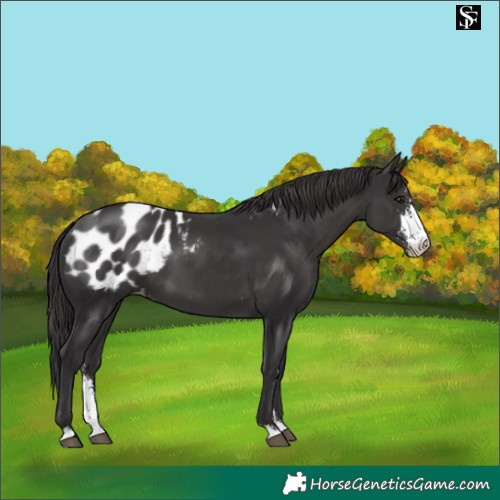 Horse Color:Smoky Black Sabino Appaloosa
