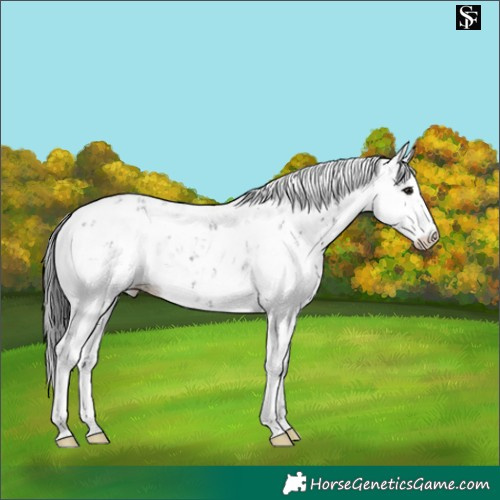Horse Color:Black Sabino 