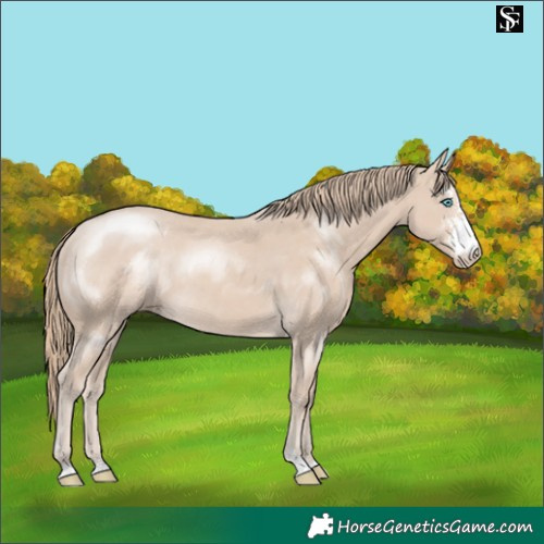 Horse Color:Smoky Creme Sabino 