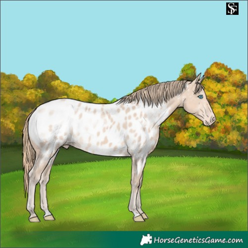 Horse Color:Perlino Near Leopard