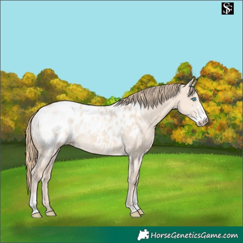 Horse Color:Perlino Dun Sabino Appaloosa