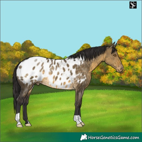 Horse Color:Buckskin Dun Appaloosa 