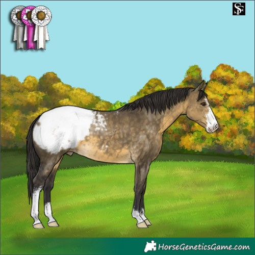 Horse Color:Buckskin Dun Sabino Snowcap