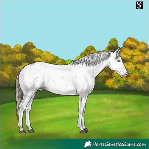 Horse Color:Buckskin Dun Sabino Appaloosa 