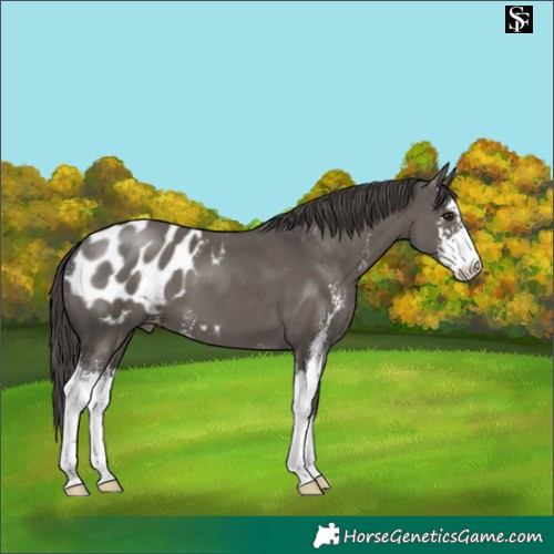 Horse Color:Smoky Grullo Sabino Appaloosa