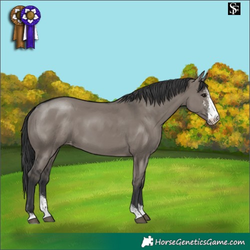 Horse Color:Grullo Sabino Varnish