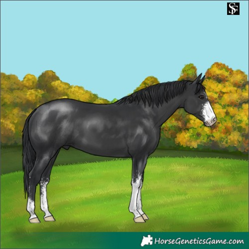 Horse Color:Black Sabino 