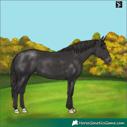 Horse Color:Smoky Black Appaloosa