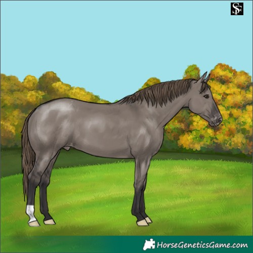 Horse Color:Smoky Grullo Varnish