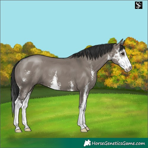 Horse Color:Grullo Sabino