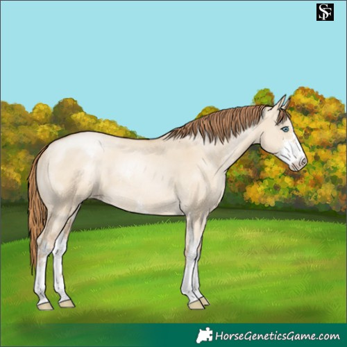 Horse Color:Smoky Grullo Pearl Sabino Appaloosa 