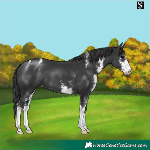 Horse Color:Black Sabino Appaloosa 