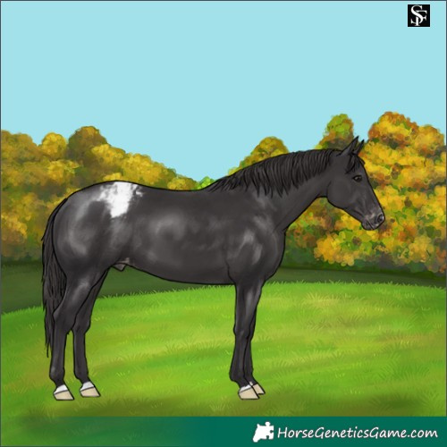 Horse Color:Smoky Black Appaloosa 